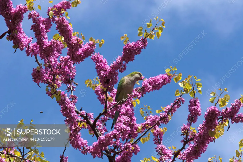 Parakeet perched in a Judas tree in bloom Spain