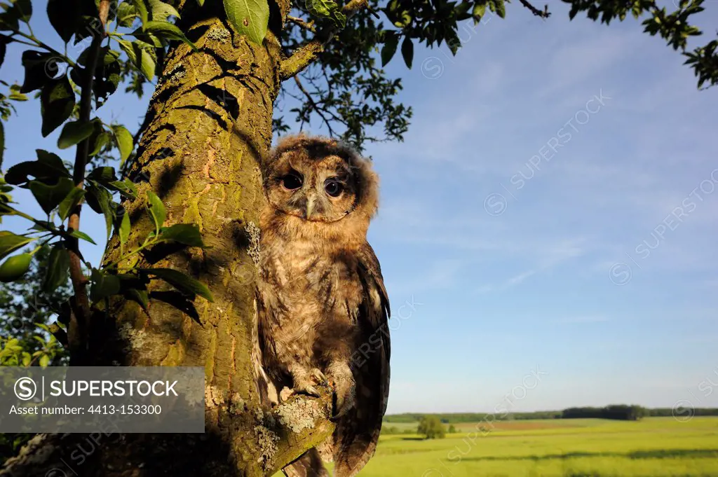 Young Tawny Owl on a branch France