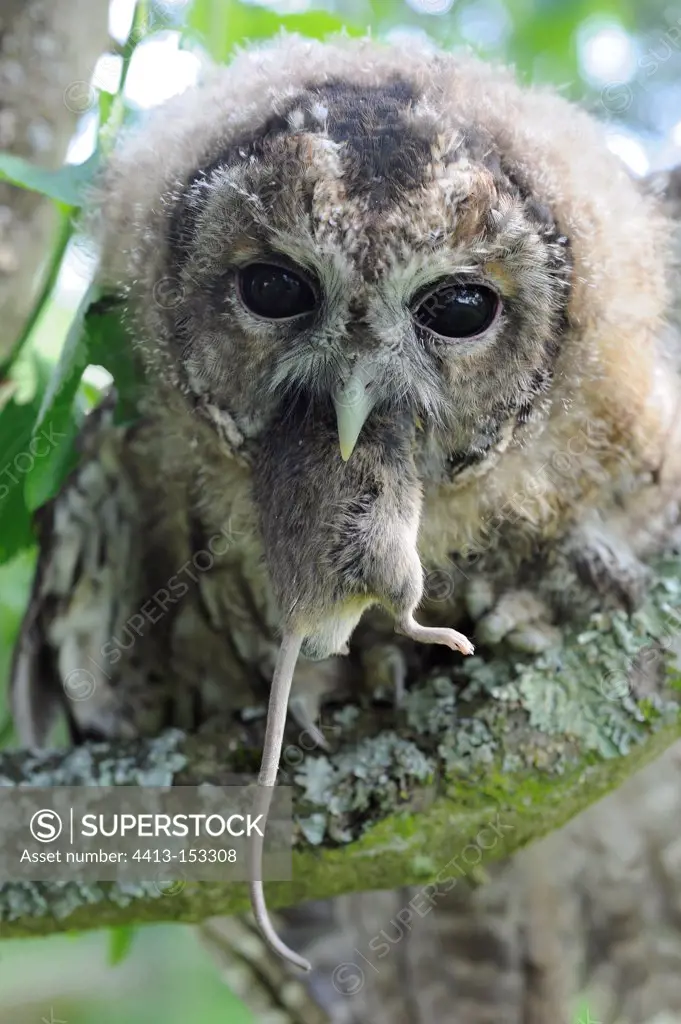 Portrait of a Tawny Owl swallowing a Field Mouse France