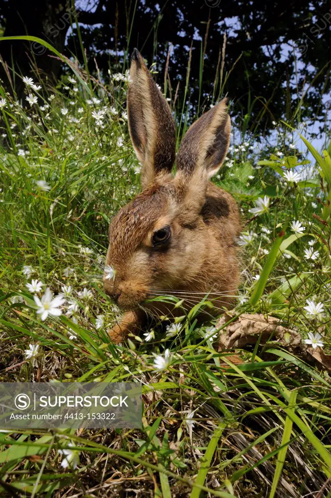 Portrait of European hare in grass France
