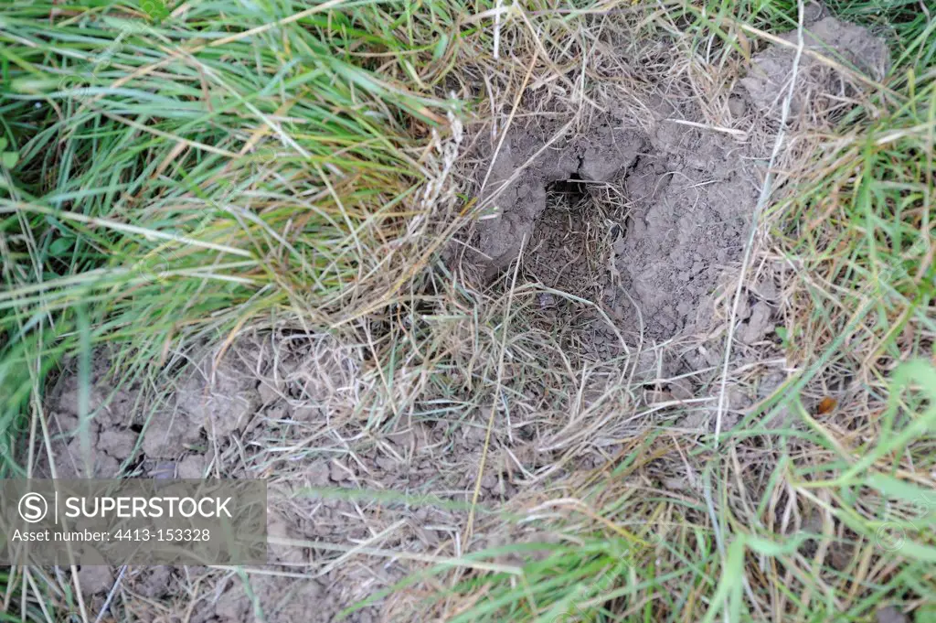 Vole nest dug by a fox France