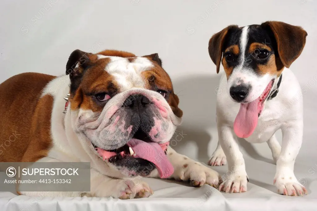 English Bulldog and Jack Russell Terrier on a white background