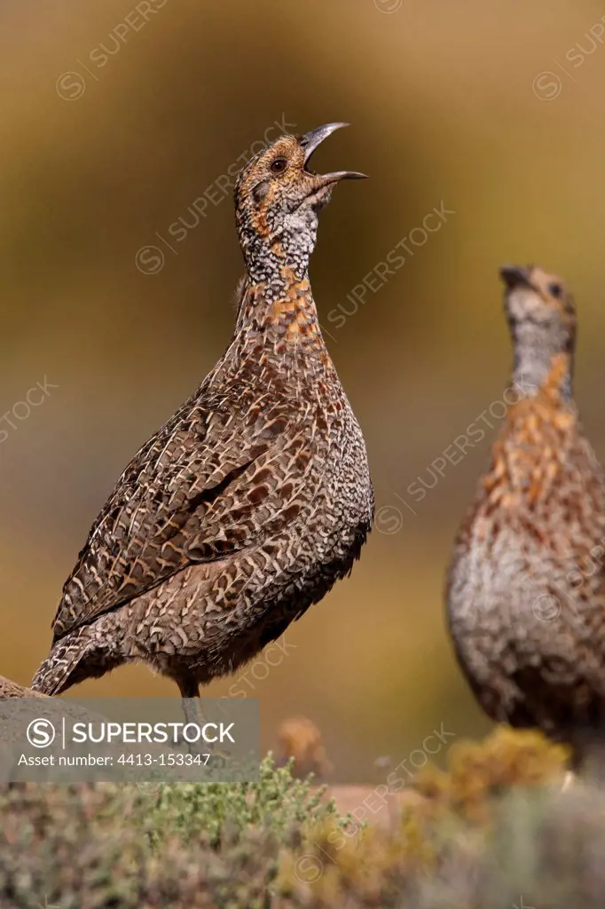 Grey-winged Francolin male calling Lesotho