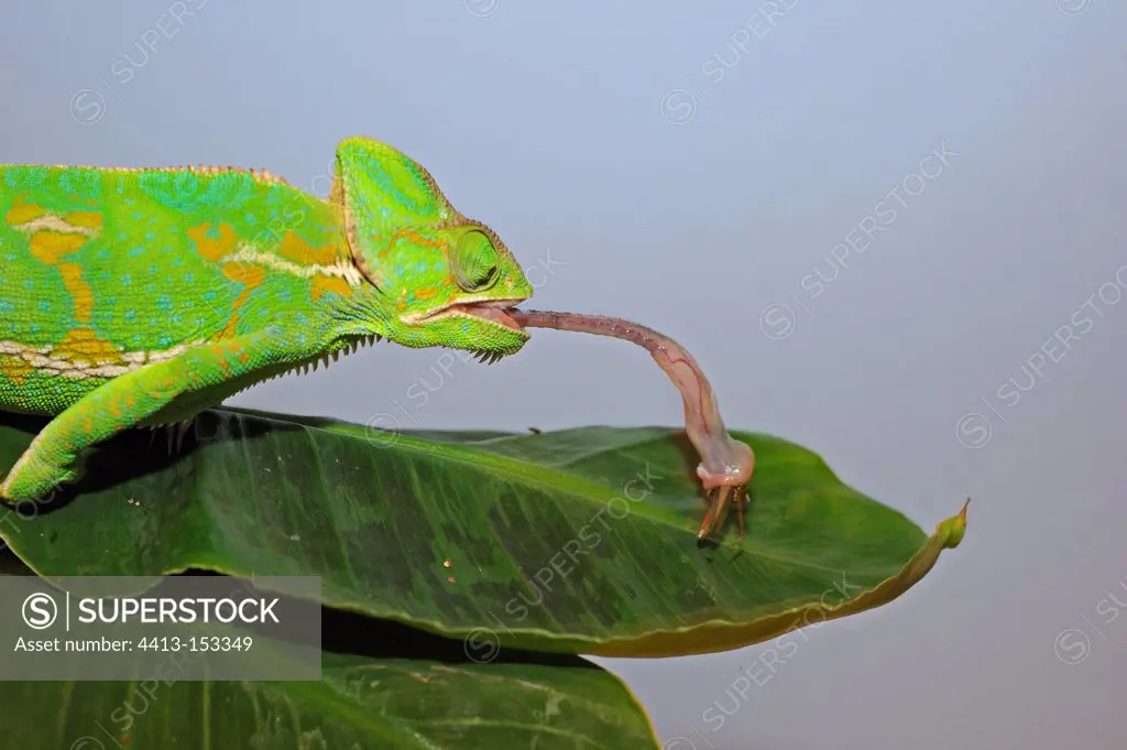 Yemen Veiled chameleon capturing a Locust