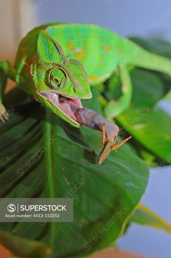 Yemen Veiled chameleon capturing a Locust