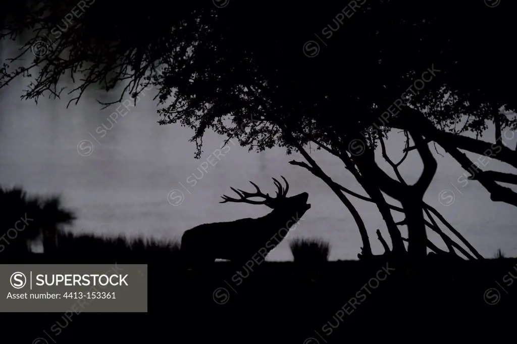 Silhouette of Red Deer bellowing waterfront France