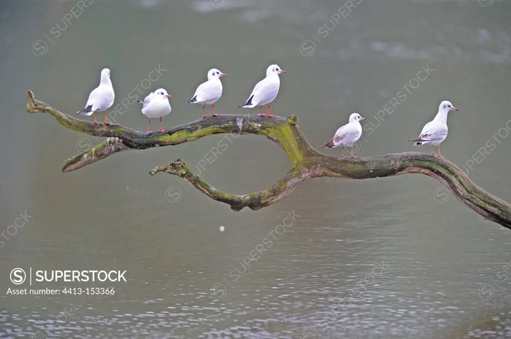 Black-headed gulls on a branch above a pond France