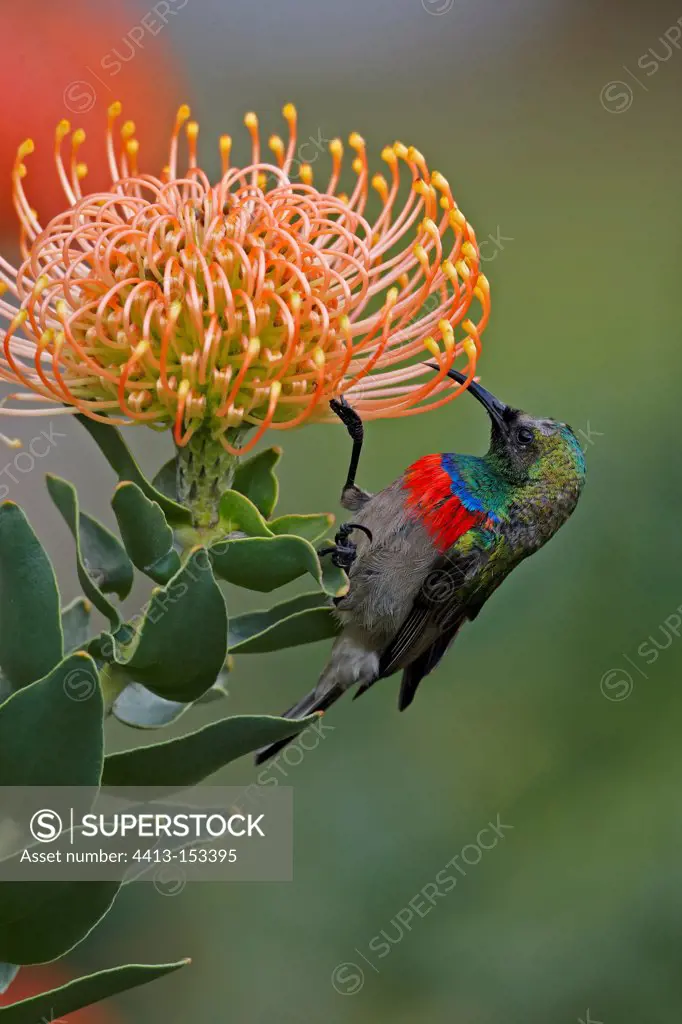 Southern Double-collared Sunbird feeding on protea flower