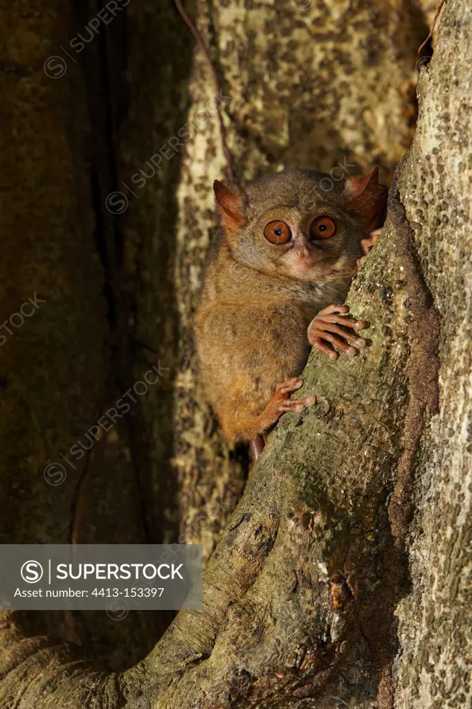 Spectral Tarsier shortly before leaving for a night's hunt