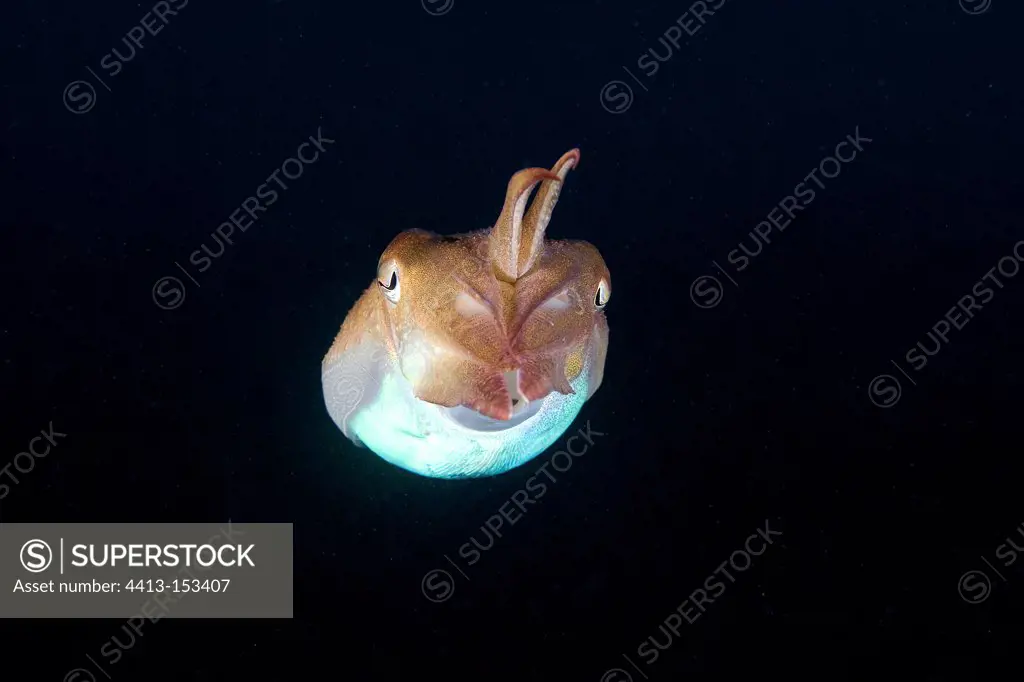 Common cuttlefish swimming in open water Monaco