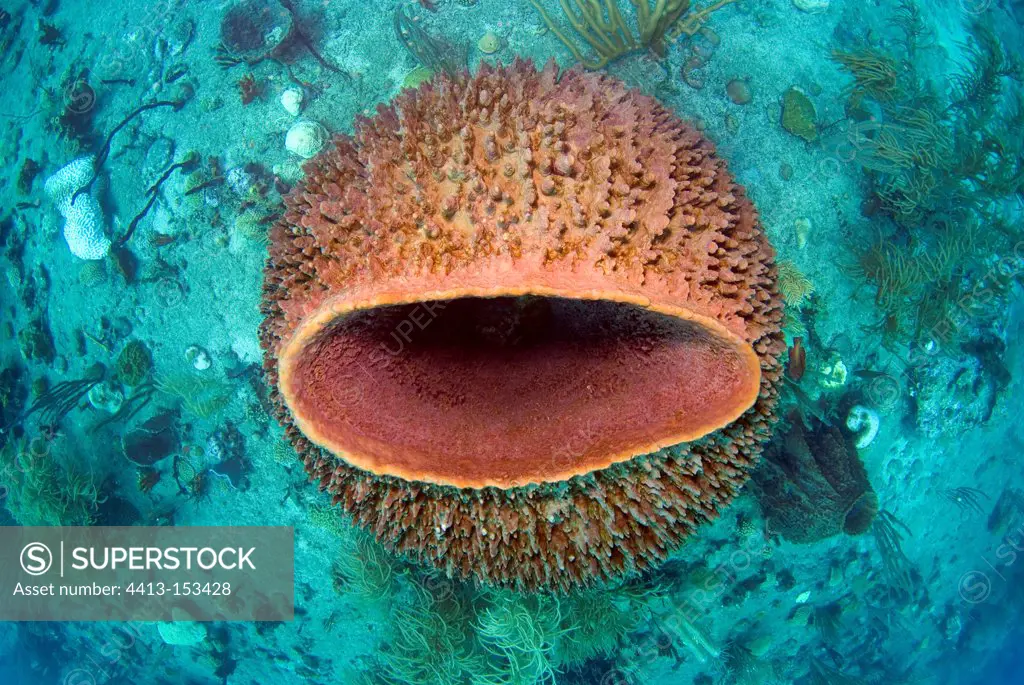 Barrel Sponge on the seabed of the island of Dominica