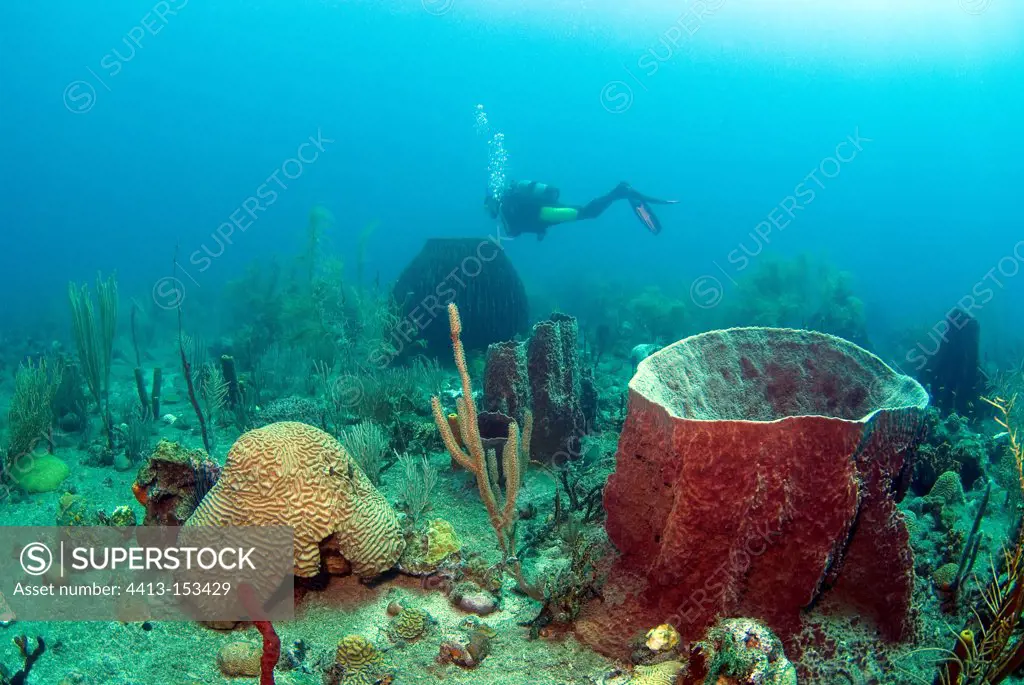 Barrel Sponge and coral of the island of Dominica
