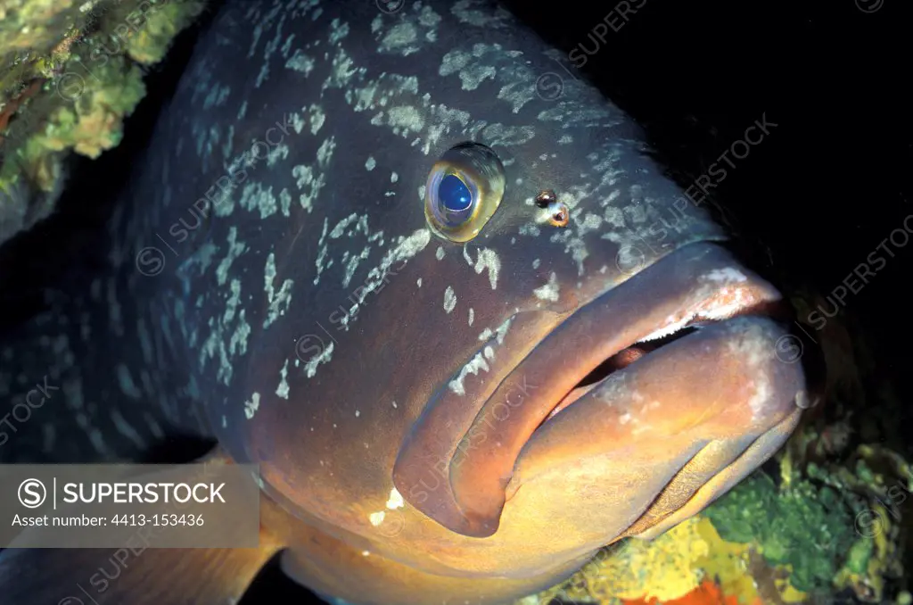 Portrait of a Dusky Grouper Port-Cros NR France