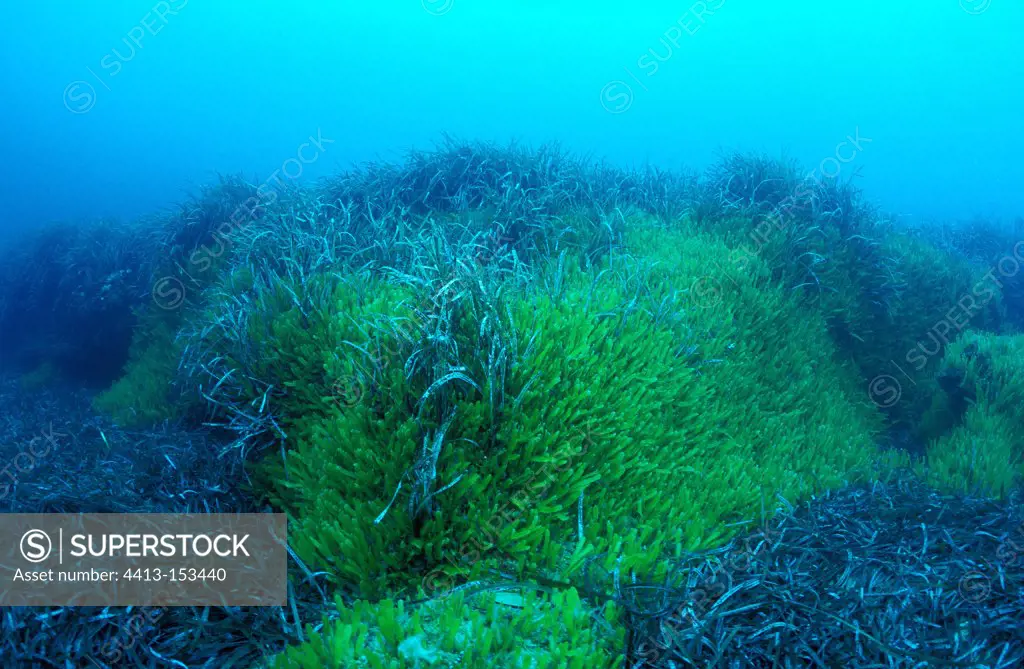 Caulerpa invaded the Posidonia seagrass Mediterranean