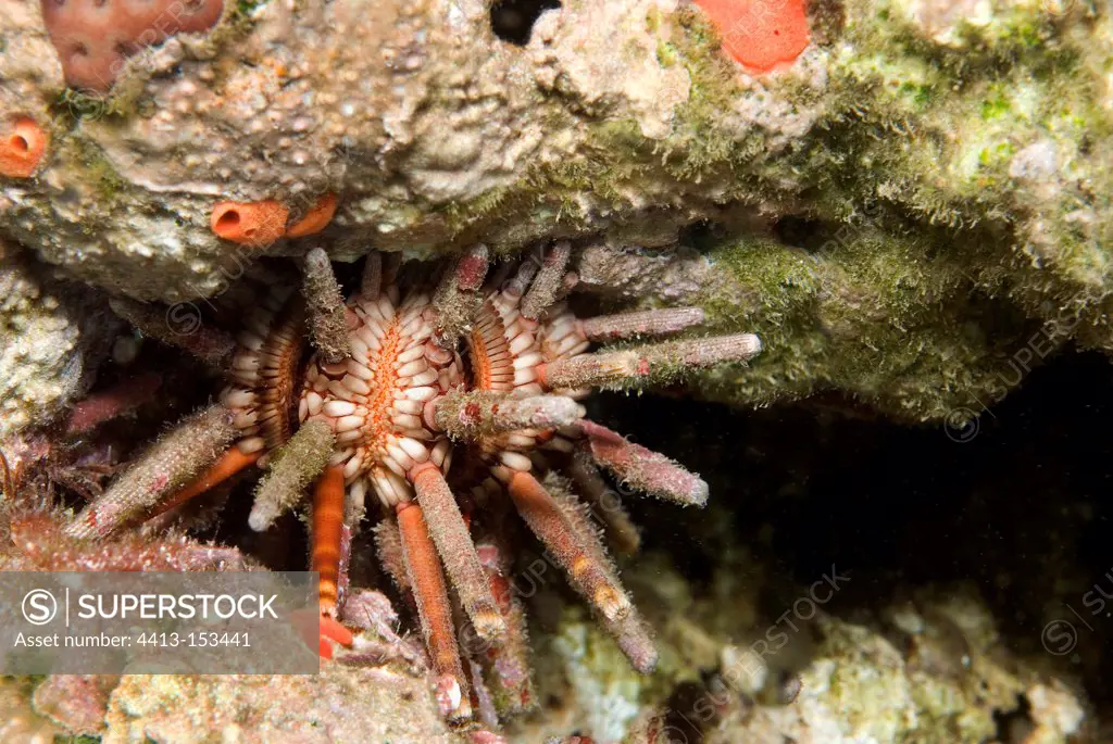 Urchins in the Caribbean Island of Dominica