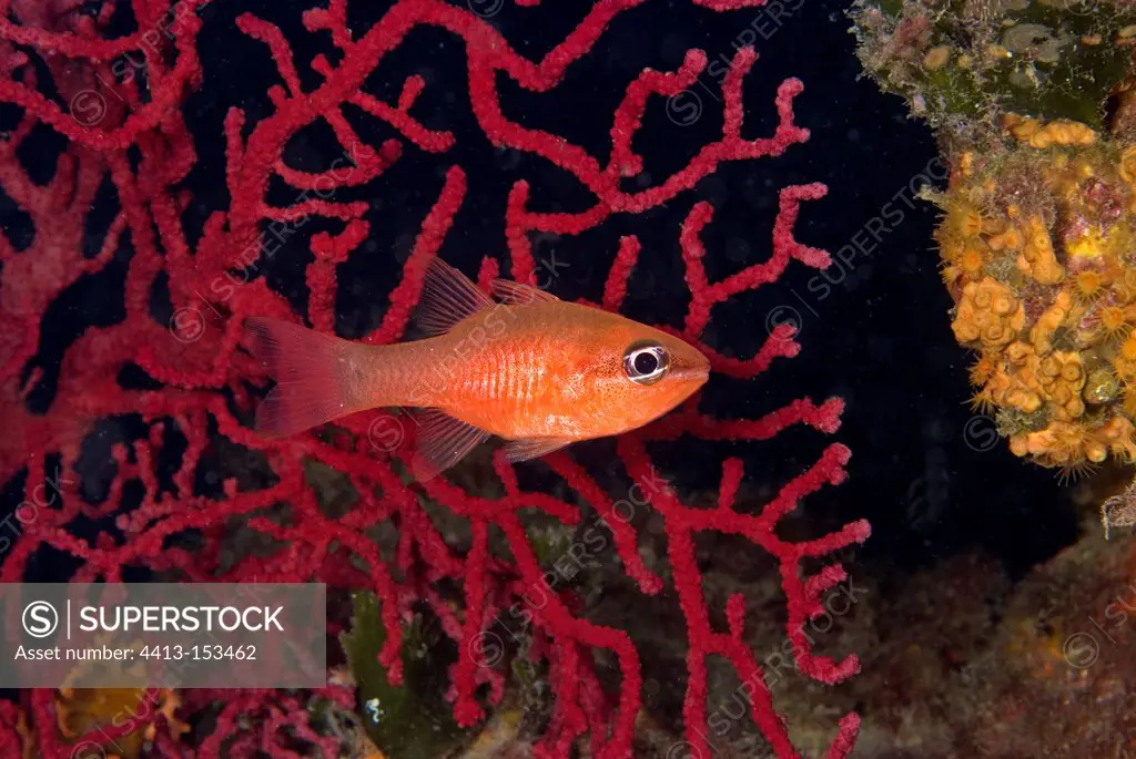 Cardinal fish on red sea fan France