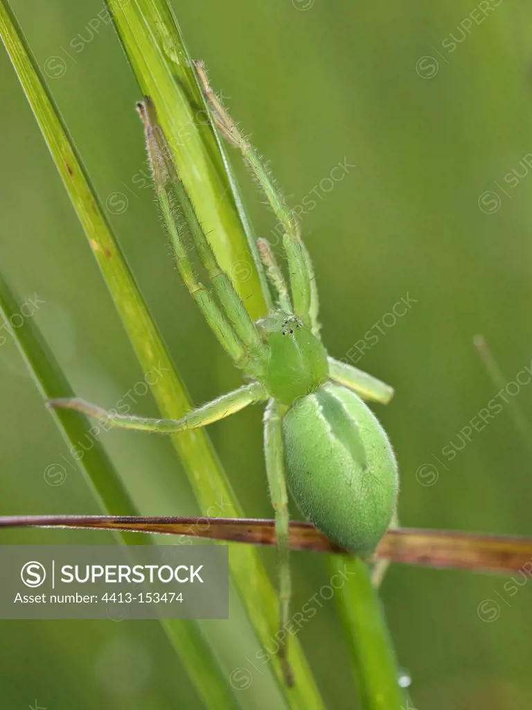 Green huntsman spinde female on grass