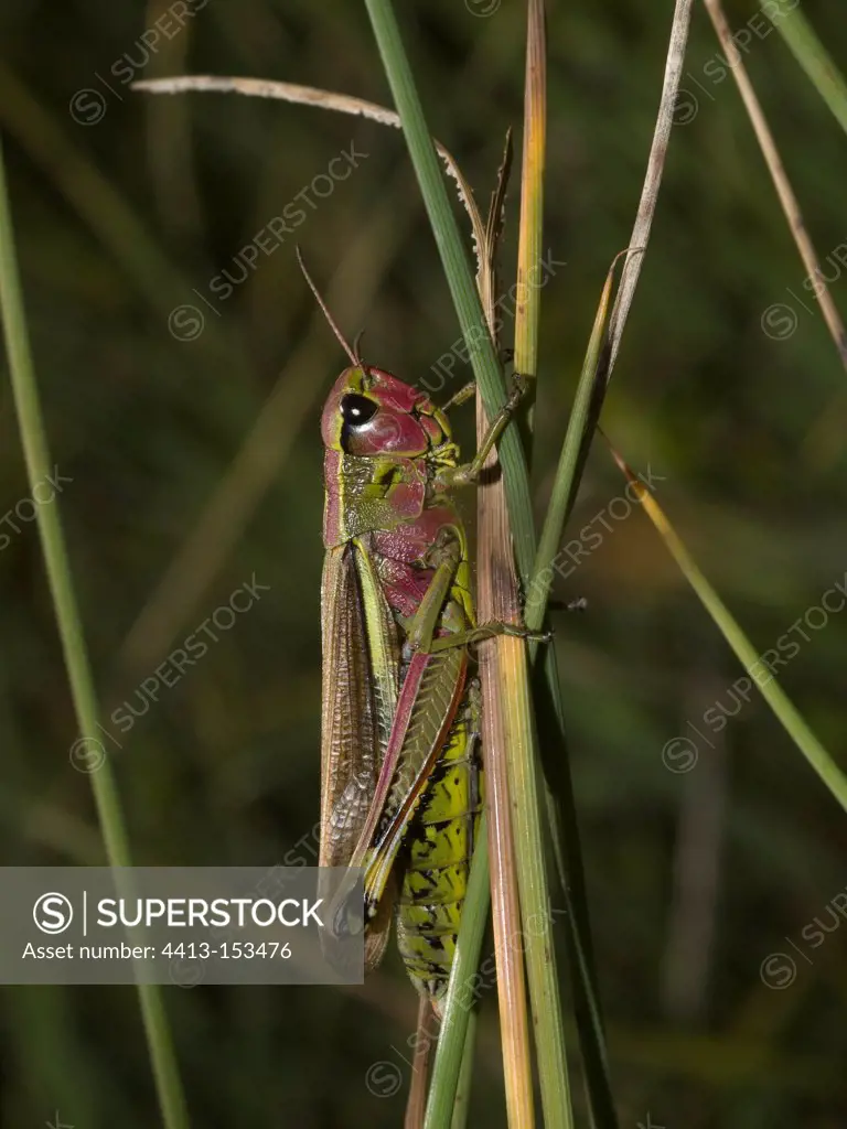 Large marsh grasshopper resting on rush