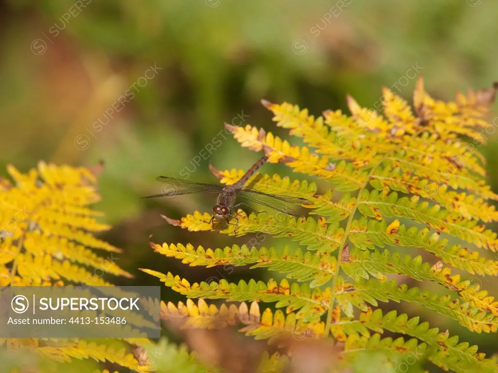 Ruddy darter on barcken fern leaf