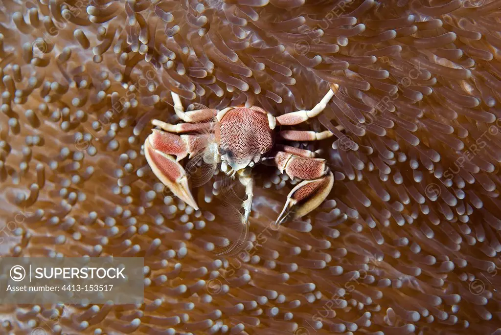 Porcelain anemone crab in Maldives
