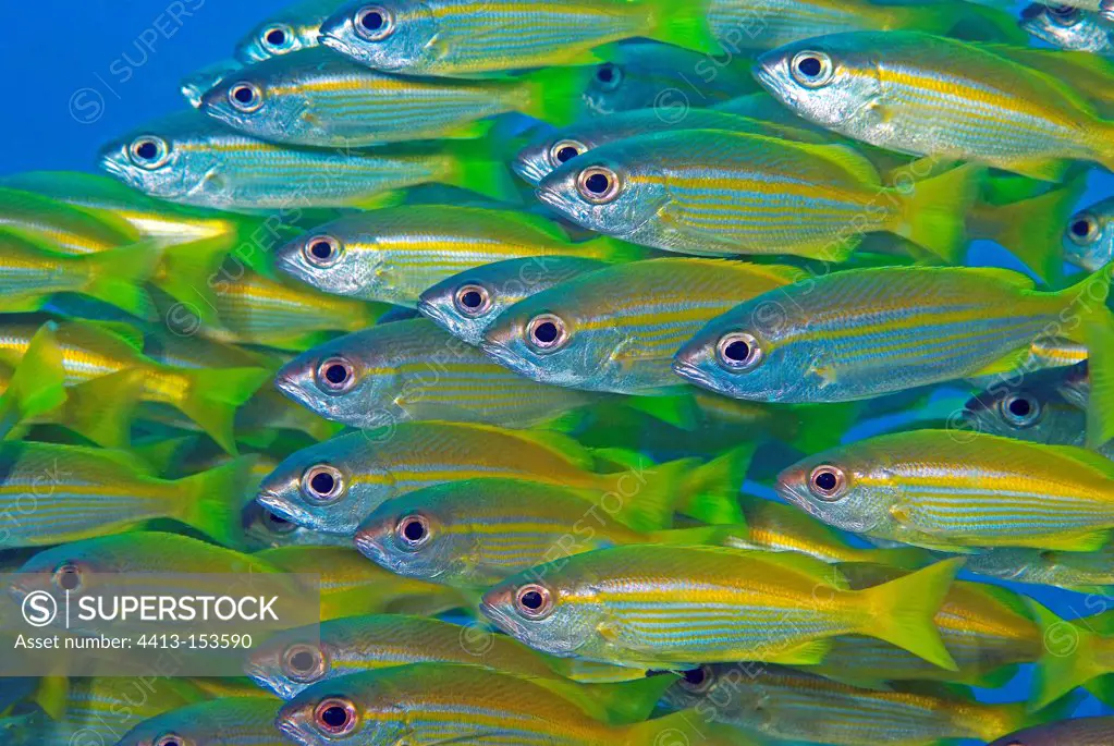 School of young Snappers in the Indian Ocean Madagascar