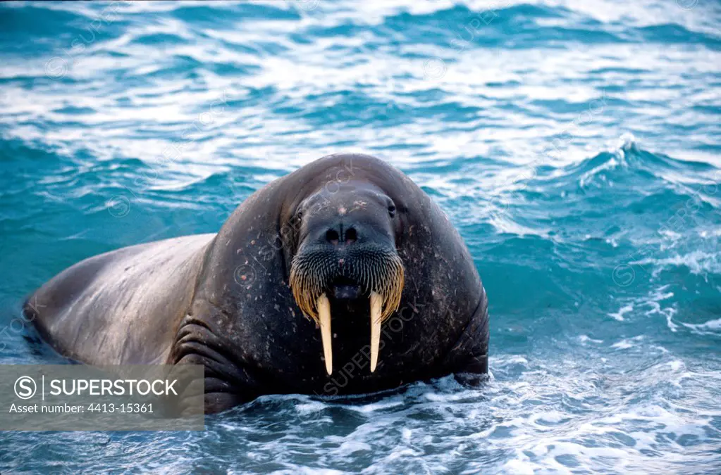 Walrus in bay of Poolpynten Prins Carls Forland
