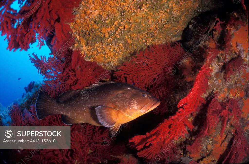 Dusky Grouper in front of its hole and Gorgons in Corsica