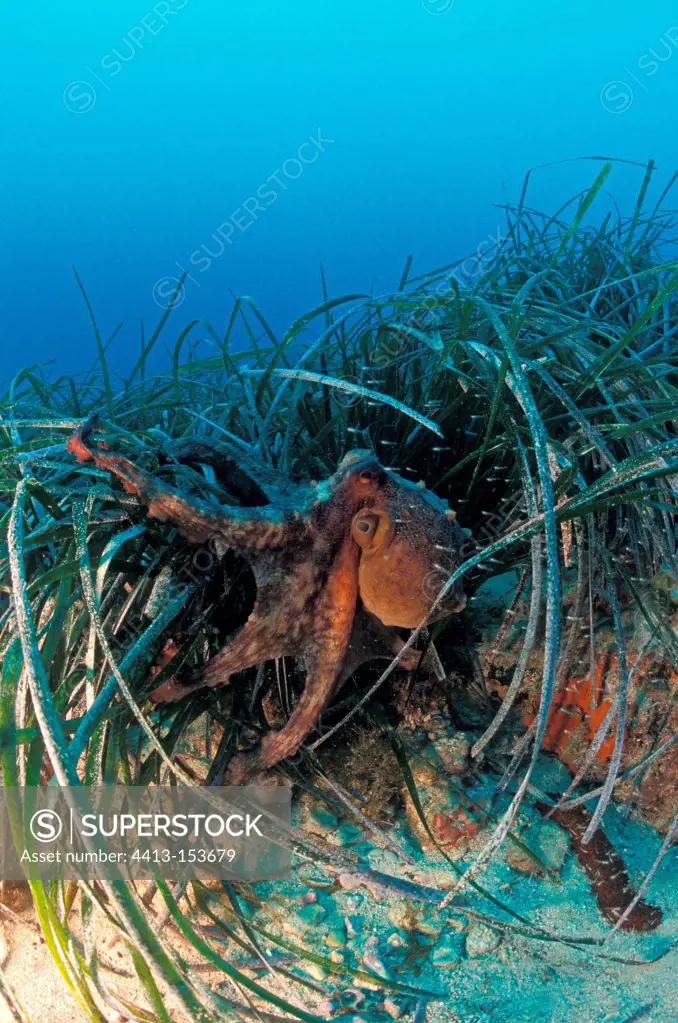 Octopus in a Posidonia meadows in the Mediterranean France