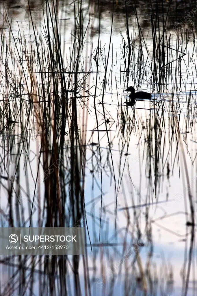 Silhouette of Little Grebe in the Reeds Brenne France