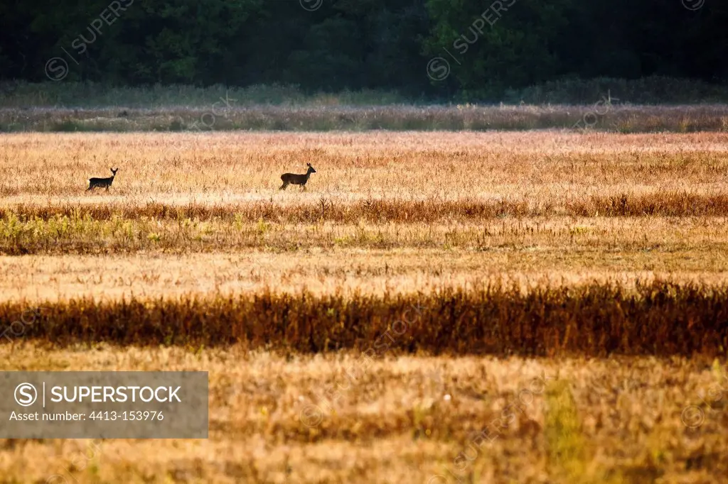 Roe Deers in a meadow at dawn Brenne France