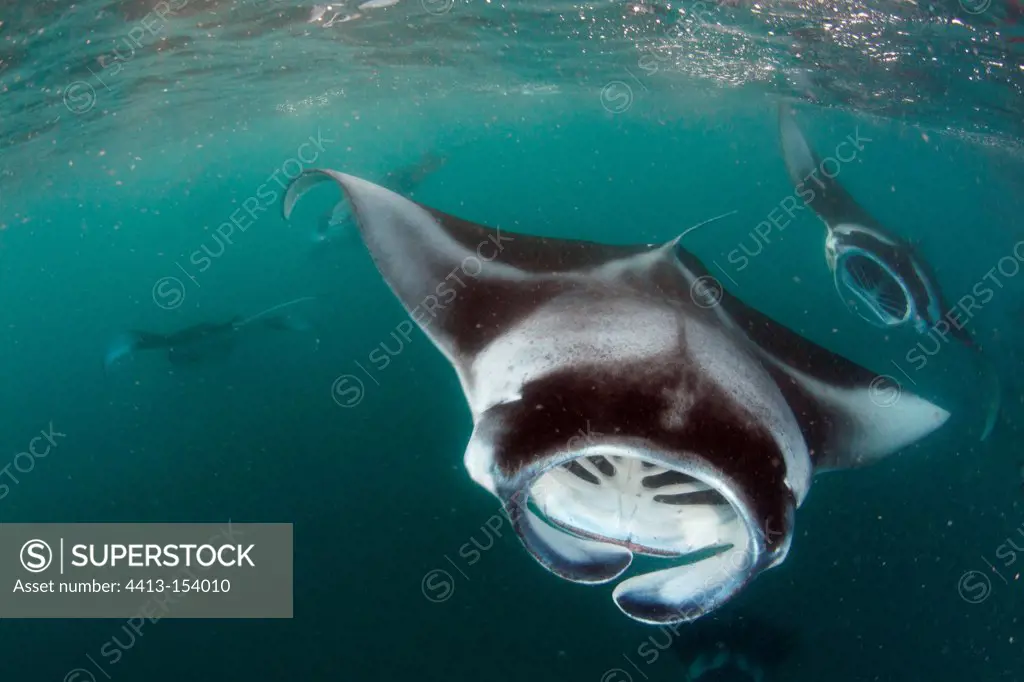 Manta rays feeding plankton Baa Atoll Maldives