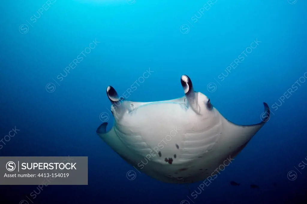 Manta ray swimming in the blue Maldives