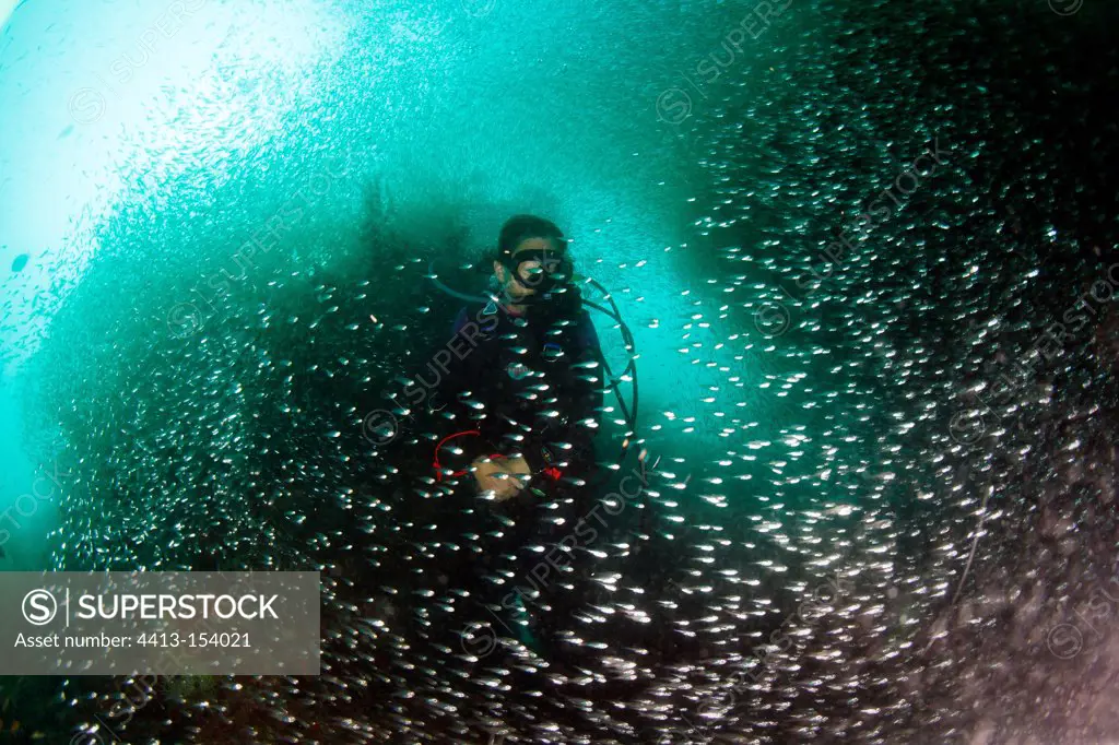 Diver in a school of fish glass Maldives
