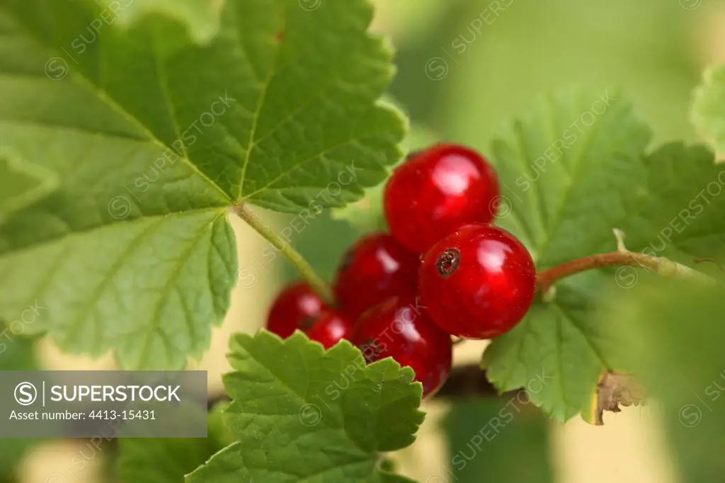 Ripe Red currants France