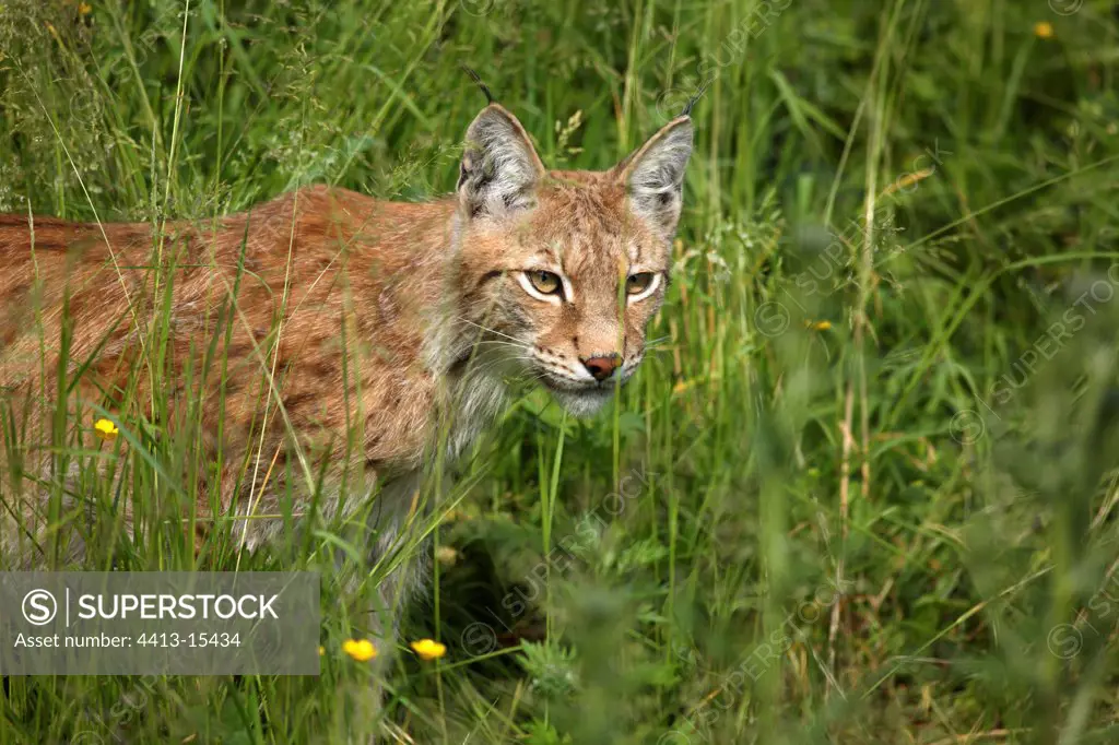 Eurasian lynx in grass Gaiapark zoo Netherlands