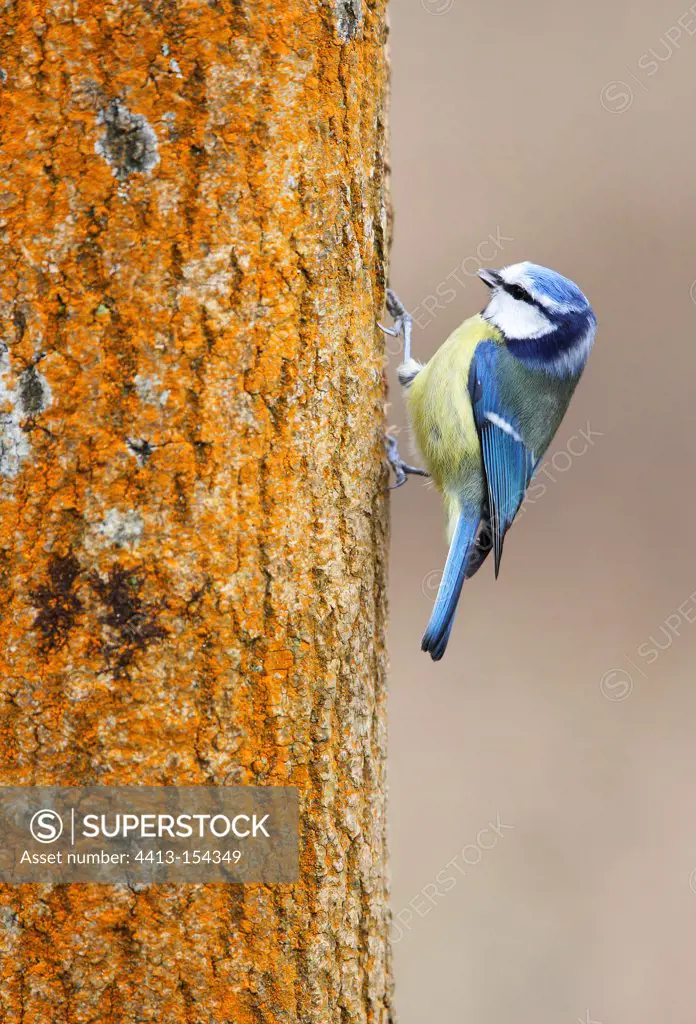 Blue tit clinging to the bark of a tree trunk in winter