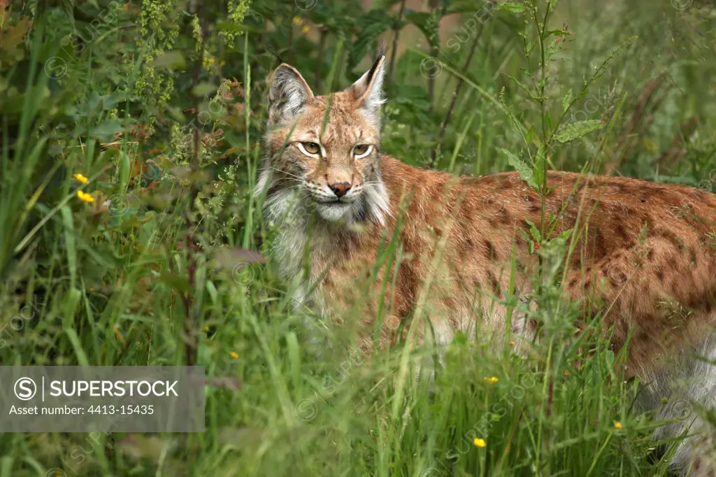 Eurasian lynx in grass Gaiapark zoo Netherlands
