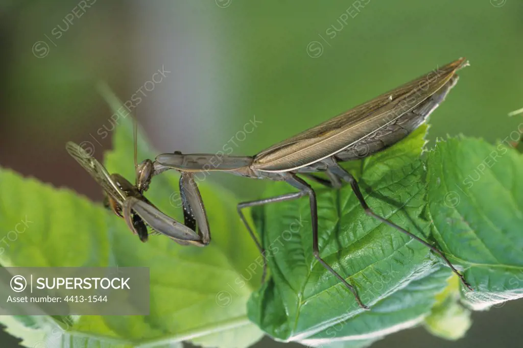 Wart-biter cricket hunting a brown grasshopper 4/4