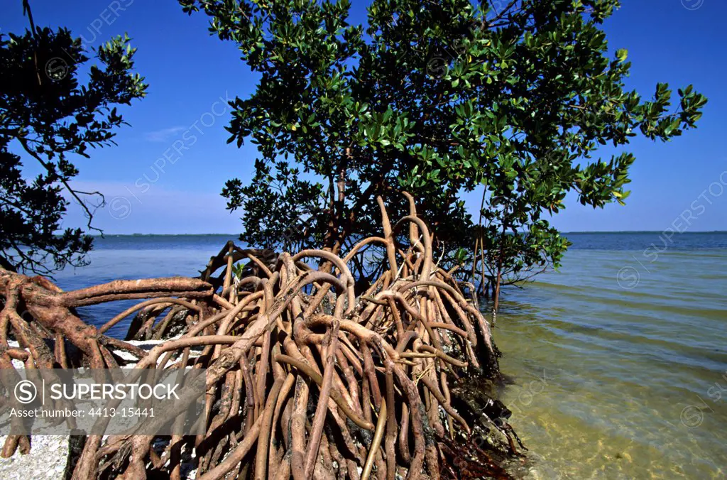 American mangrove in the mangrove of Sanibel Island Florida