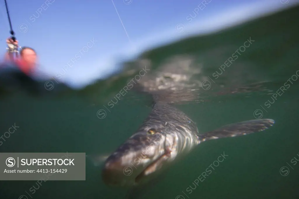 Shark approaching a line in a river estuary Brittany France