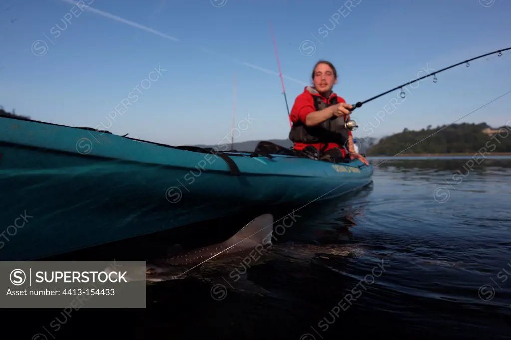 Sport fishing for sharks in a river estuary in Brittany