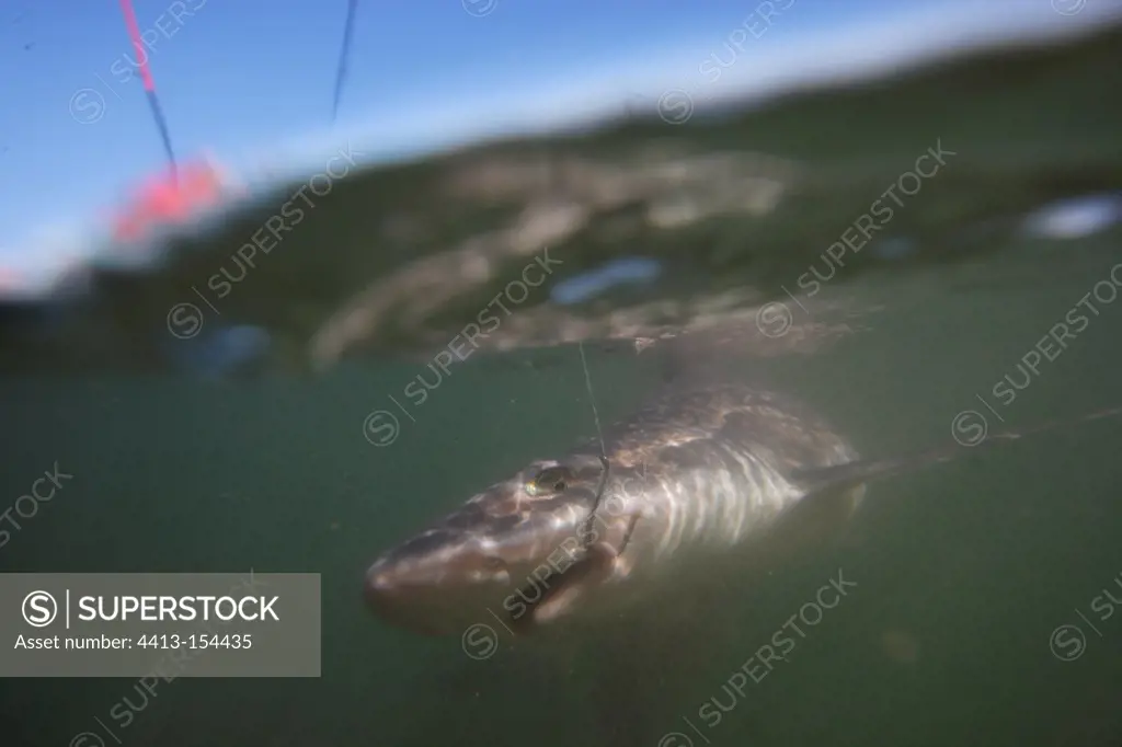 Shark approaching a line in a river estuary Brittany France