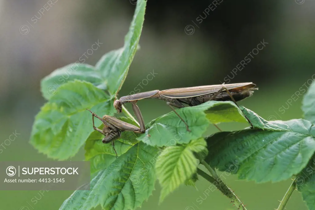 Wart-biter cricket hunting a brown grasshopper 3/4