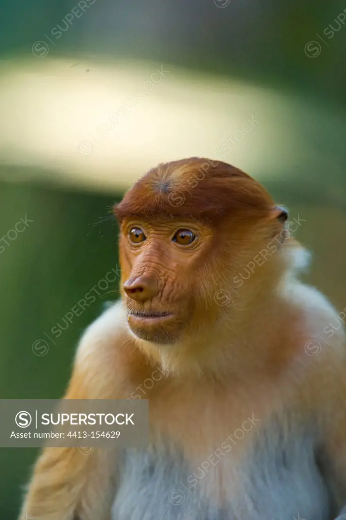 Portrait of Proboscis Monkey Labuk Bay Sandakan Borneo