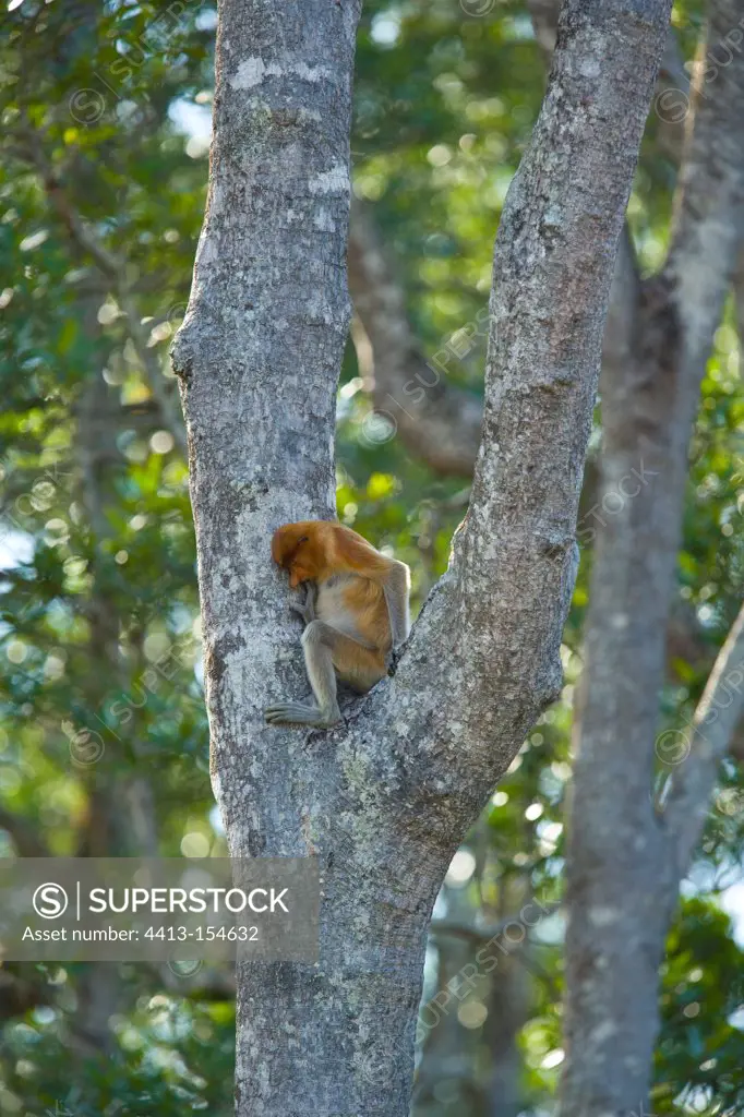 Female proboscis monkey in the fork of a tree Labuk Bay Borneo