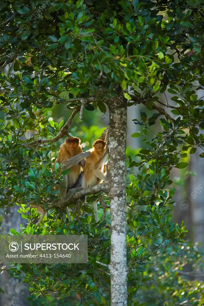 Couple proboscis monkeys on a branch Labuk Bay Borneo