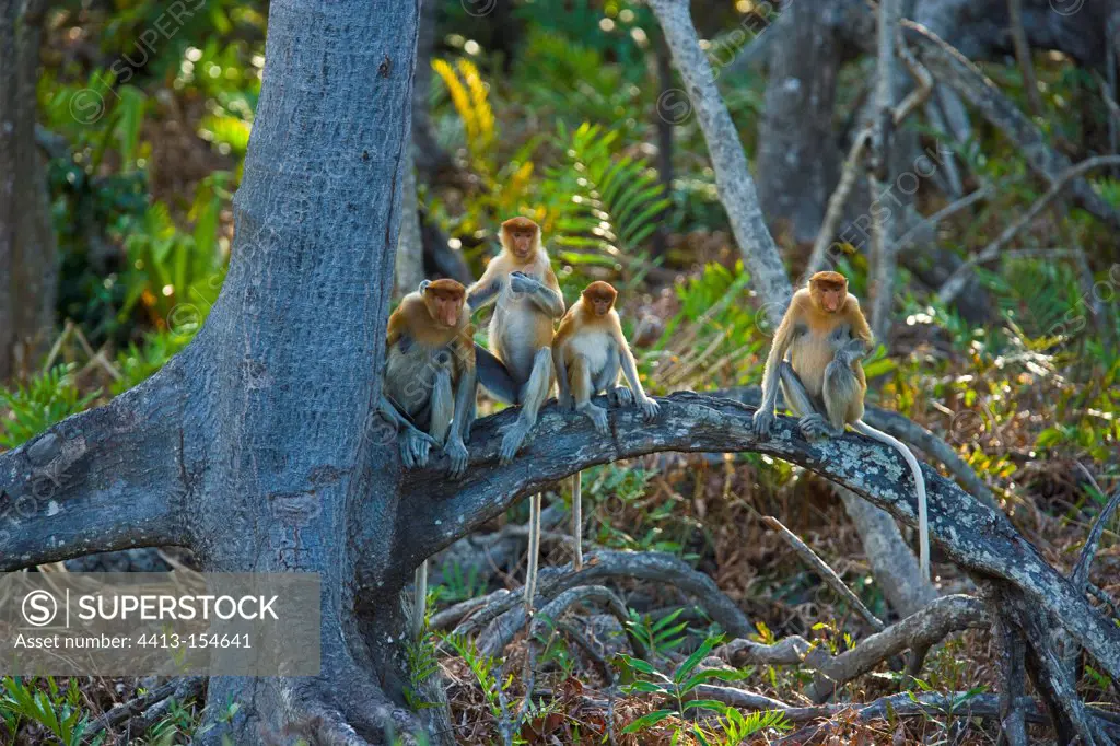 Proboscis monkeys on a branch Labuk Bay Borneo