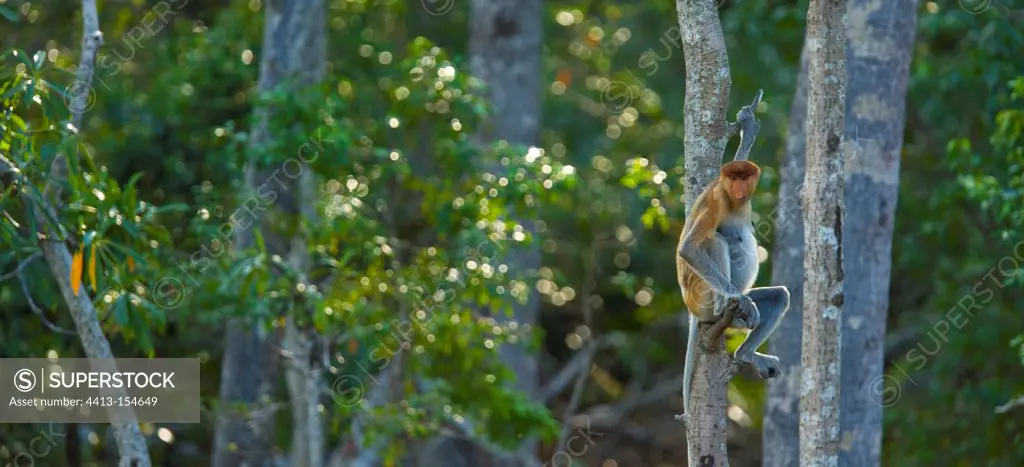 Proboscis monkey male on a branch Labuk Bay Borneo