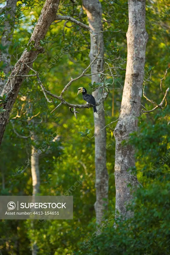Oriental Pied Hornbil on a branch Labuk Bay Borneo