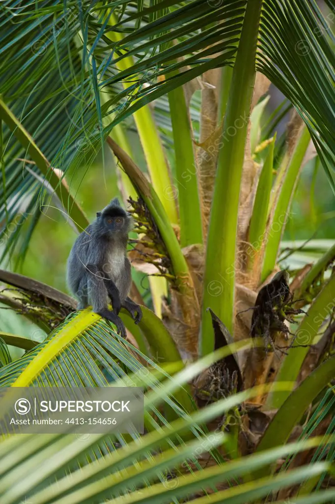 Silvered langur in palm tree Labuk Bay Borneo